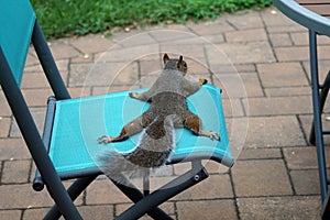 Squirrel Lounges on Patio Chair photo